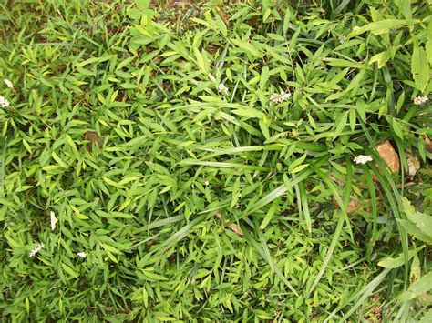 Henny Penny Lane Pictures Of That Darned Old Bamboo Grass