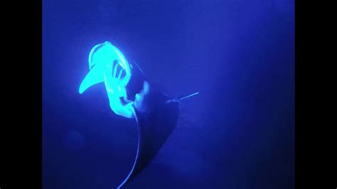 Snorkelling With Manta Rays In Kona Hawaii Youtube
