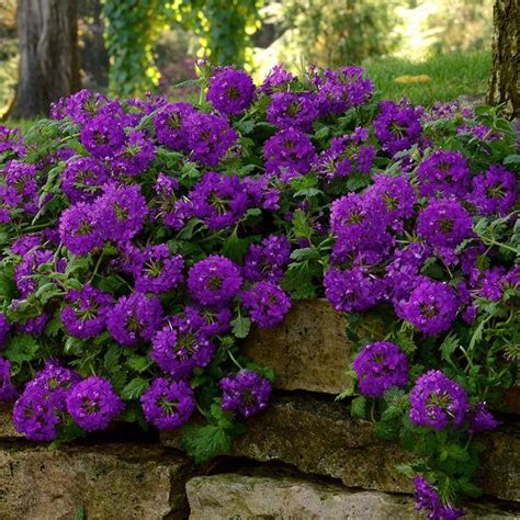 15 Best Purple Flowers In Texas Purple Flowers Garden Purple Plants