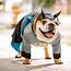 Dog Superhero Costumes Halloween For Canine Crimefighters