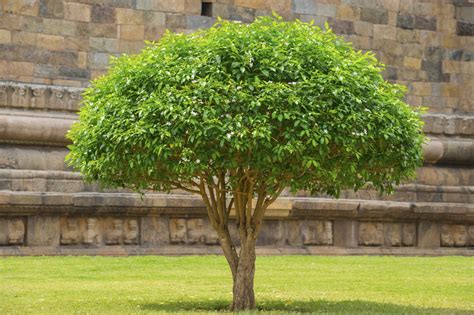 Pruning A Shrub Into A Tree Learn How To Prune Shrubs Into Trees