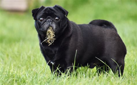 Can cats eat black olives? An Age Old Question: Why Do Dogs and Cats Eat Grass?