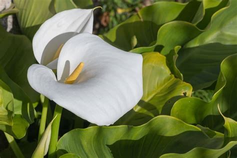 Types Of Calla Lilies Vlr Eng Br