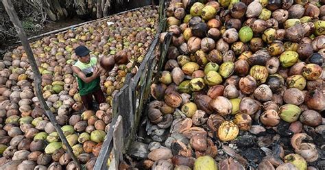 Pemanfaatan kelapa parut kering dimanfaatkan secara luas pada industri konveksionari (candy) sebagai bahan penambah aroma dalam pembuatan coklat batangan atau sebagai pengisi produk. Kementan Lepas Ekspor Kelapa Parut Kering | JURNAL MEDIA ...