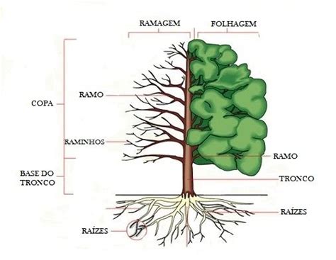 Partes De Uma árvore Learn To Speak Portuguese Learn Brazilian