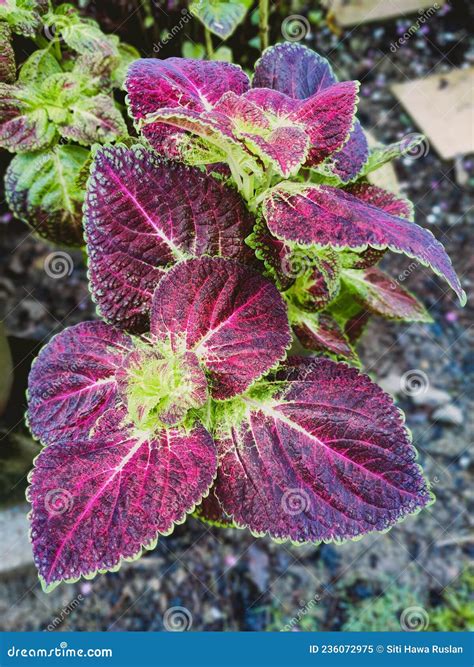 Coleus Flower Of Red And Green Colors Stock Image Image Of Bunga
