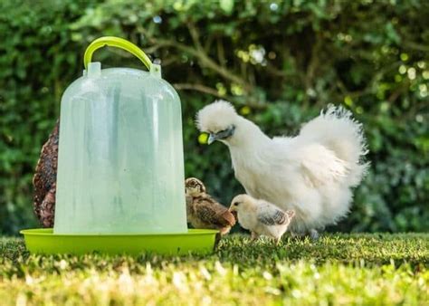 9 Consejos Para Lograr Que Las Gallinas Pongan Huevos Asiduamente Eco
