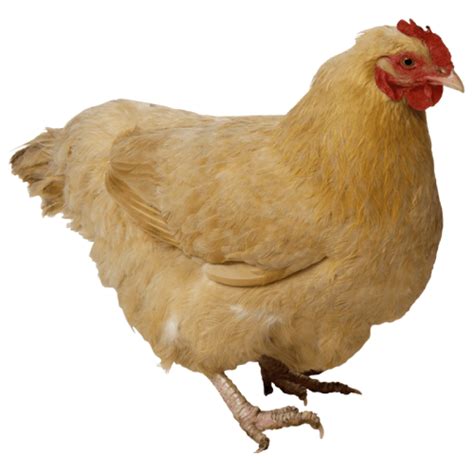 Chicken Png Image Purepng Free Transparent Cc Png Image Library