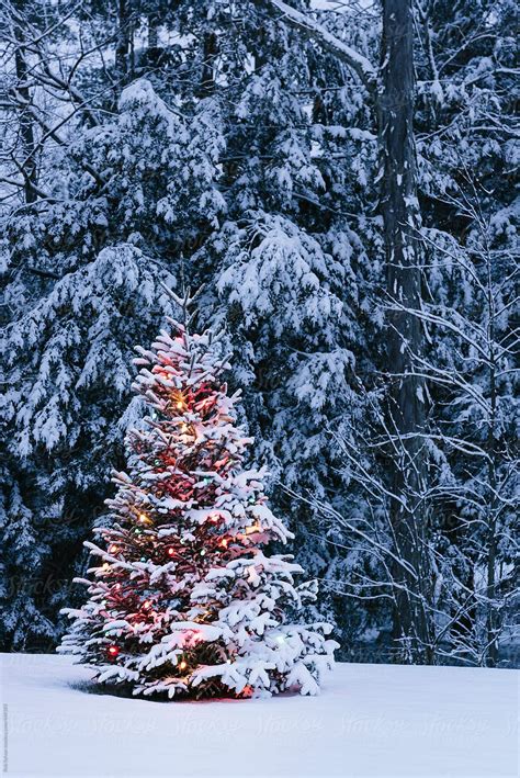 Christmas Tree By Stocksy Contributor Rob Sylvan Christmas Tree