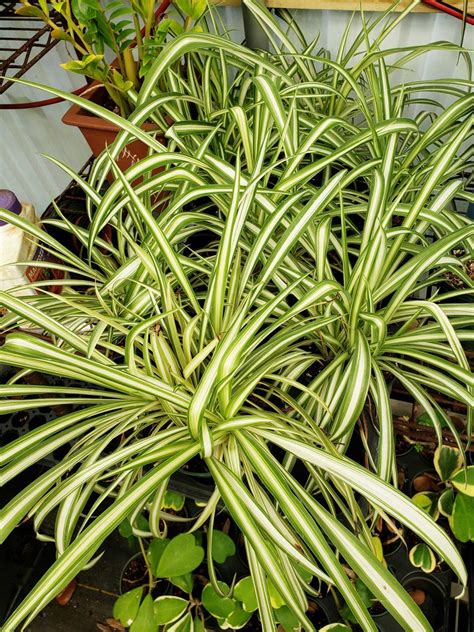 Chlorophytum Comosum Spider Plant Variegated Airplane Plant Etsy