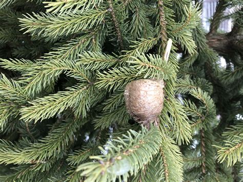 Your Northeast Ohio Christmas Tree Is Crawling With Bugs Inside Your