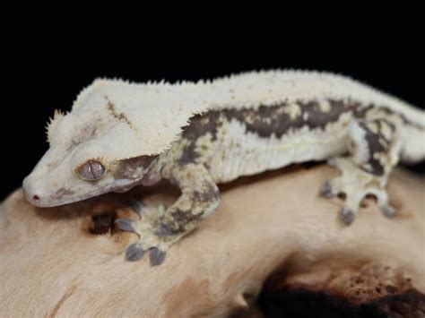 Father is goldrush and the mother is a soft scale from ac reptiles. Lilly White Crested Gecko Project - Corch Geckos