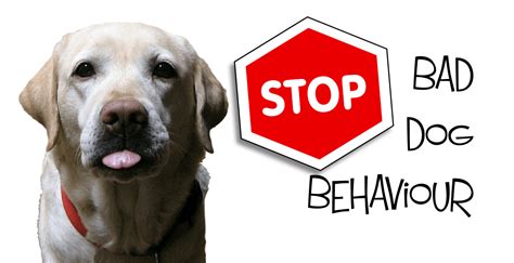 5 Common Bad Dog Behaviours And How To Break Them Wag The Dog Uk