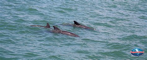 Importance Of Dolphins In The Ecosystem Sunshine Scenic Tours