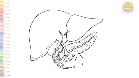 Pancreatic Cancer Diagram Easy How To Draw Pancreatic Cancer Step By