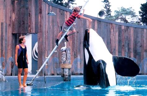 La Historia De Keiko La Orca De Liberen A Willy Que Después De Vivir