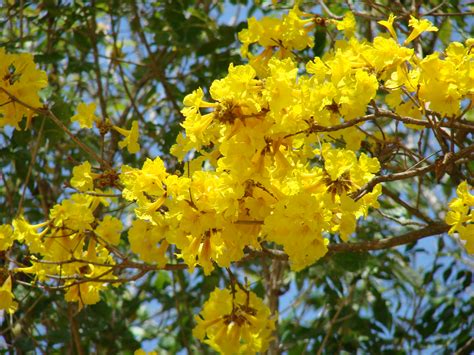 Yellow Flowering Trees Flickr