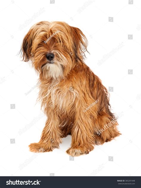 Adorable Young Mixed Breed Dog With Long Shaggy Hair