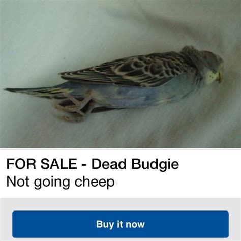 Dead Budgie Posted In The Funny Community