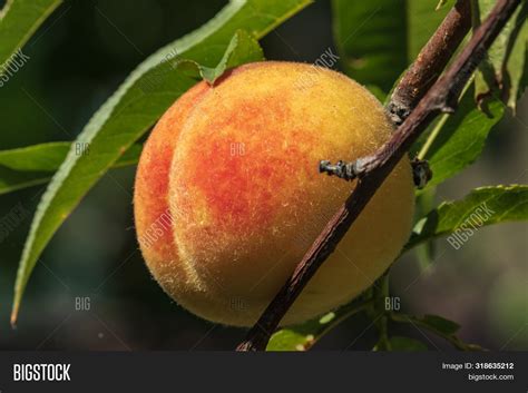 Ripe Peach Fruit Hangs Image And Photo Free Trial Bigstock