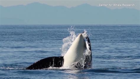 Southern Resident Orca Population Hits 30 Year Low