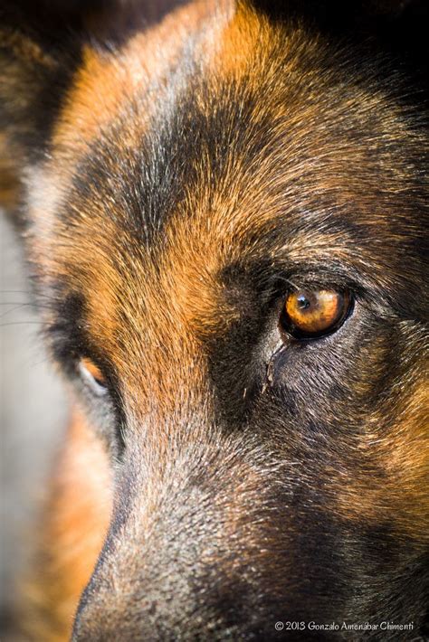 German Shepherd Eye S They Are Soulful And Knowing Sensitive And Compassionate And Intenseall