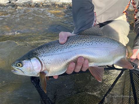 Native Trout Fly Fishing Eagle Lake Rainbow Trout