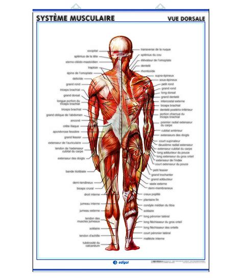 Anatomie Musculation Anatomie Des Muscles Muscles Corps Humain Images