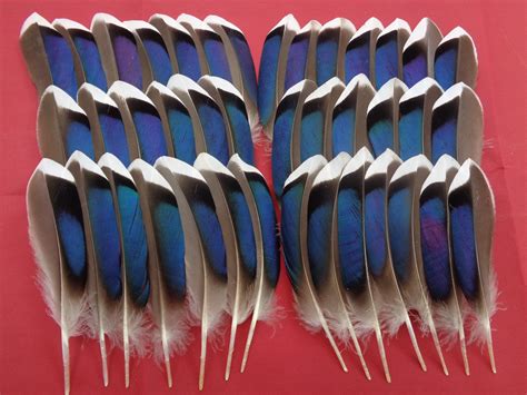40 Mallard Blue Duck Wing Feathers 4 45 Etsy