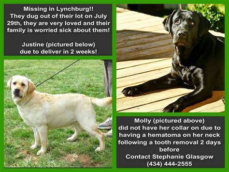 Lynchburg Va Craigslist Pets