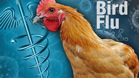 Suspected Cases Of Bird Flu Detected In Local Poultry