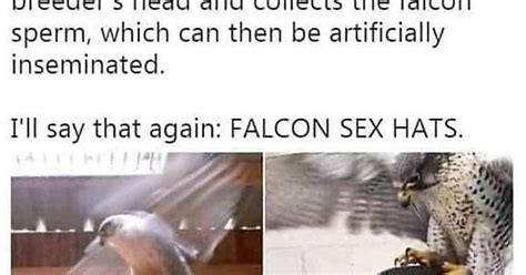 Falcon Sex Hats Album On Imgur