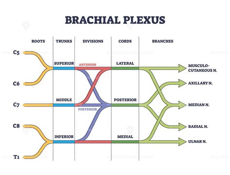 Brachial Plexus Shoulder Nerves Network Medical Division Outline