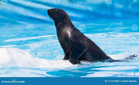Fur Seal On A White Dolphin In The Pool Stock Photo Image Of Blue