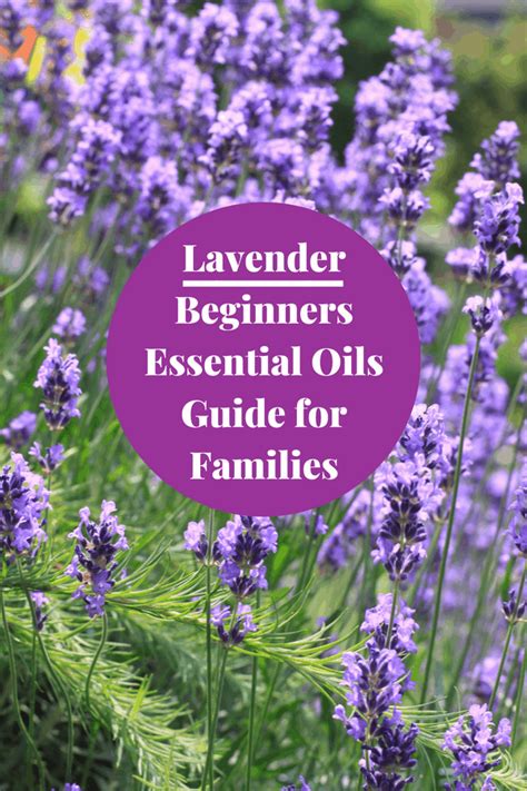 They are stealth predators, so having a scent would make it more difficult to sneak up on prey. Lavender : Beginners Essential Oils Guide for Families ...