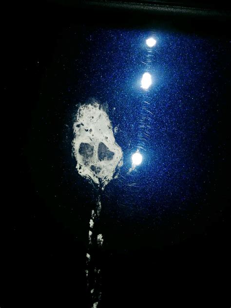 Bird Poop Looks Like A Skull Xpost Birdpoopart Pics