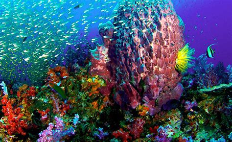 Coral Reefs Long Caye Belize