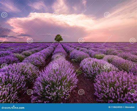 Landscape Of Lavender Field And Lonely Tree Stock Image Image Of
