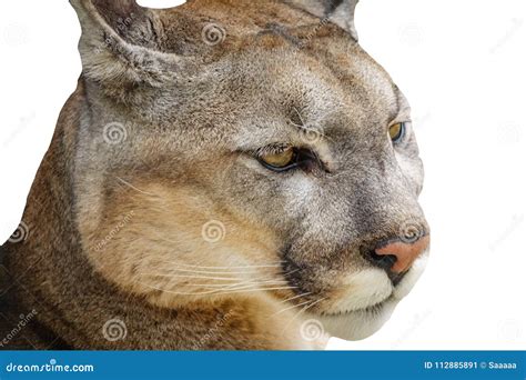 Detail Of Cougar Head Isolated On White Stock Image Image Of Hair