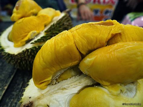 Durian stinks so badly that it's banned from hotels and mass transit in parts of southeast asia, yet it's regarded by some as a. 5 Tempat Terbaik untuk Makan Durian Sampai Muntah | Astro ...
