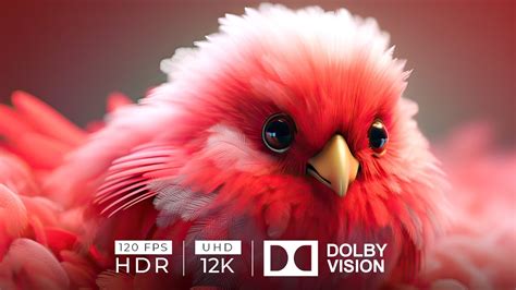 12k hdr 120fps dolby vision with bird sounds colorfully birds youtube