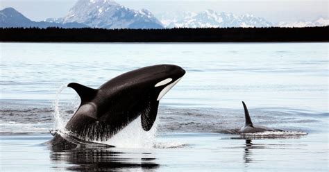 Killer Whale Alaskaorg