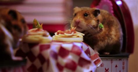 Our Favorite Tiny Hamsters Return For A Special Though Tiny