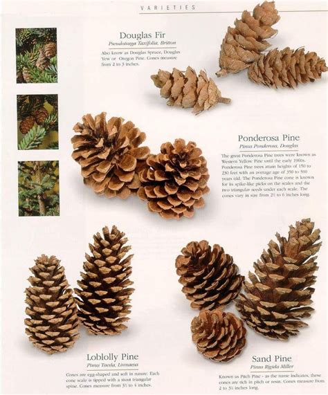 Pine Cones Are Arranged On Top Of Each Other And Labeled In The Text