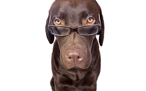 Dog With Glasses