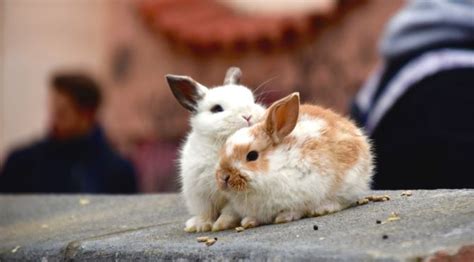 Do Rabbits Understand Kisses House Rabbit Hub