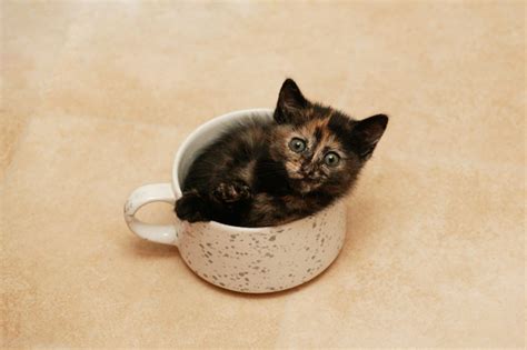 Kitties In Cups Cats Cute In Kittens Cutest