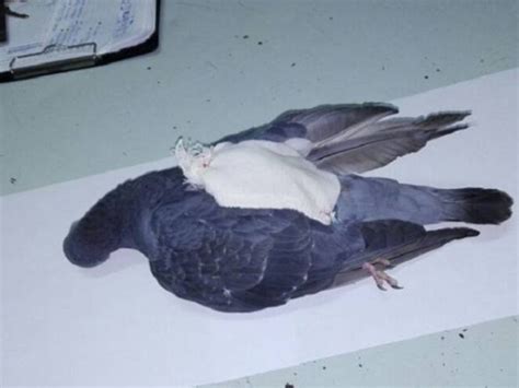 Police Shoot Carrier Pigeon Dead As It Flies Drugs Into