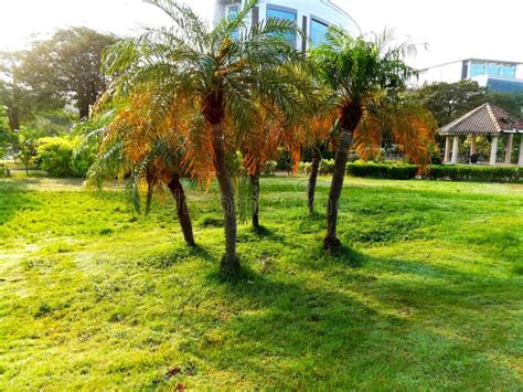 Palm Tree Beautiful Garden Corporate Building Background Stock Photo