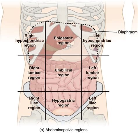 Anatomy Quadrants What Are Abdominopelvic Quadrants Organs How The
